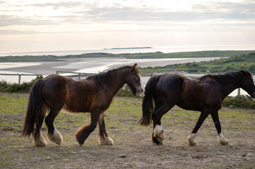 two horses in field