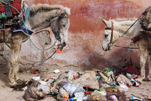 Marrakech. Morocco. March 18, 2013. True Morocco.  Tired And Hungry Donkeys Eat Garbage On Streets Of Marrakech.