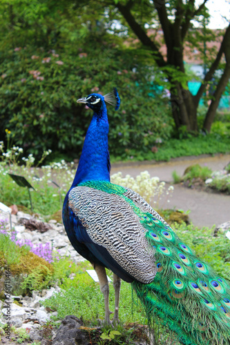 Mannlicher Pfau Im Botanischen Garten Gesehen In Oldenburg