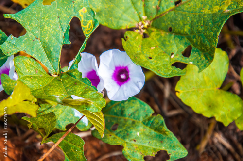 Flor De Batata Doce Buy This Stock Photo And Explore Similar Images At Adobe Stock Adobe Stock