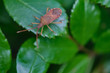 Western conifer seed bug insect, Leptoglossus occidentalis, or WCSB on a green leaf