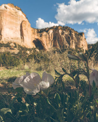 Wall Mural - Desert Flowers