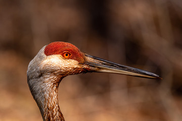 Wall Mural - Close-up portrait of a sandhill crane (Antigone canadensis) adult.