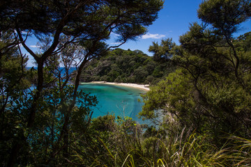 Wall Mural - View through the trees walking down to Whale Bay. Glorious white sand beach with warm, clear turquoise water. Near Matapouri, Tutukaka coast, Northland. Only accessible by foot or boat. Secluded.