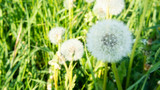 Fototapeta Dmuchawce - Dmuchawce na tle zielonej trawy