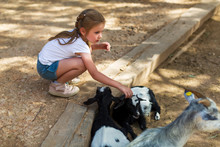 Adorable Little Girl With Little Goats At The Zoo