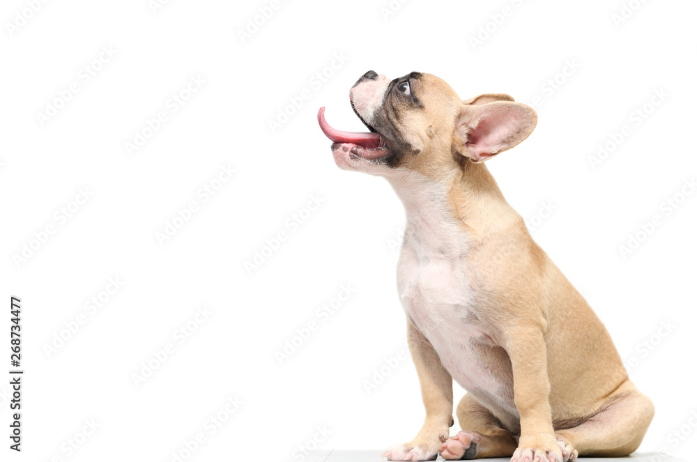 french bulldog hungry isolated on white - obrazy, fototapety, plakaty 