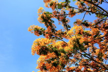 Royal Poinciana Flower In Full Blossom For Summer Season And Blue Sky For Background.
