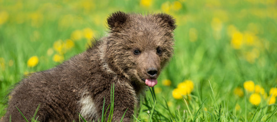 Wall Mural - brown bear cub playing on the summer field