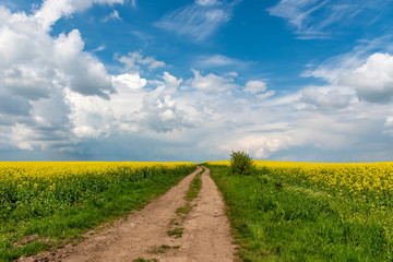 Wall Mural - Road in rield of yellow rapeseed against and blue sky