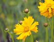 オオキンケイギク　春の黄色い花
