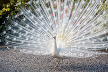 White Peacock Shows Its Beautiful Tail