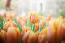 Orange Tulip In The Garden
