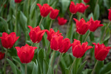 Fototapeta Kwiaty - Many bright red tulips in the Park on a Sunny day