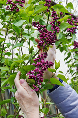 Wall Mural - an elderly woman gently hold in hand a first spring purple lilac flowers on garden bush