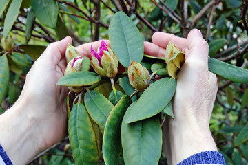 Wall Mural - an elderly woman gently hold in hand a first spring rhododendron flowers buds on garden bush