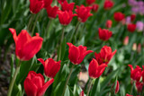 Fototapeta Tulipany - Many bright red tulips in the Park on a Sunny day