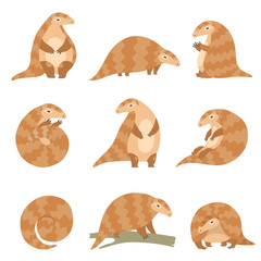 Canvas Print - Cute Pangolin Animal in Various Poses Set, Rare Species of Animals Cartoon Vector Illustration