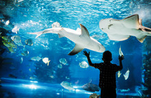 Cute Boy Watches Fishes In Aquarium