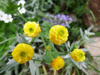 yellow flowers in the garden