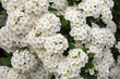 © An-T - Background of flowers of spiraea on bush close-up
