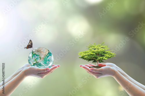 Cuadros en Lienzo World environment day and go green with csr concept with tree planting on volunteers' hand