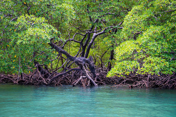 Scenic seaside view of tranquil mangrove swamp landscape on the coast of Bahia, Brazil