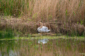 Wall Mural - Graceful lonely mute swan at lake in late Spring morning making a nest, Germany