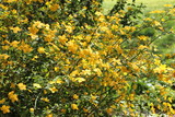 Fototapeta Zwierzęta - Kerria japonica / Ranunkelstrauch / Goldröschen / Kerrie