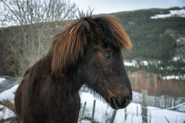 portrait of a horse