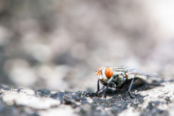 close-up photos family - sarcophagidae on bark