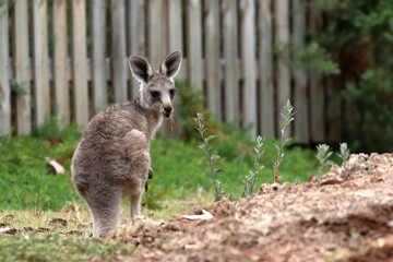 Poster - kangaroo