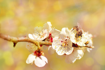Wall Mural - Bee collects pollen from a flowering branch. Macro. Bee in the spring on the flowers of the apricot tree. Flowering trees in spring. Bee in the sunlight.