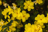 Fototapeta Na ścianę - yellow flowers background
