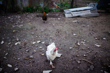 Chicken on a farm. Hens grazing on a green meadow