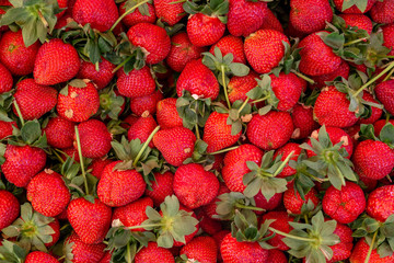 Wall Mural - Strawberry raw at the market background with copy space.