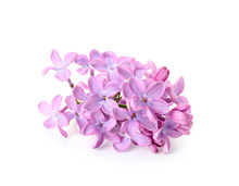 Beautiful Lilac Flowers On White Background