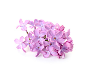 Beautiful lilac flowers on white background