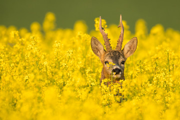 Roebuck - buck (Capreolus capreolus) Roe deer - goat