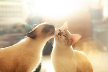 Two cats loving each other , Cleaning by licking hair.