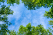 Looking up through the treetops. Beautiful natural frame of foliage against the sky. Copy space.	