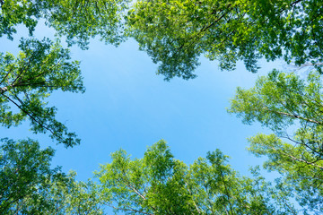 looking up through the treetops. beautiful natural frame of foliage against the sky. copy space.gree