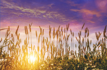 Wall Mural - full of ripe grains, golden ears of wheat or rye close up on a  blue sky background.