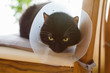 Black domestic cat wearing recovery collar