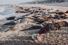 Seals Basking In The Sun On Horsey Beach, Norfolk, UK, In Spring.