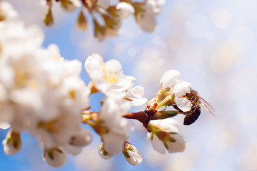 Wall Mural - Spring flowering branch and bee. Flowers of a spring tree and a bee against the blue sky. Macro. Delicate white flowers under the sun.
