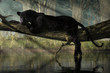 A black panther sits on a log over a small calm jungle pond.  Sunlight streams down through the forest canopy to illuminate the wild cat. 3D Rendering