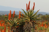 Fototapeta Natura - Typical Eastern Cape winter landscape with bright reddish orange flowering Aloe ferox plants.