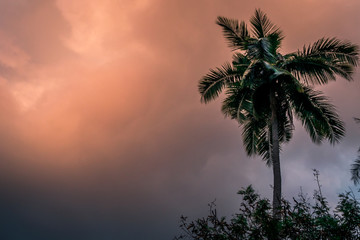 Wall Mural - Coconut palm tree at sunset