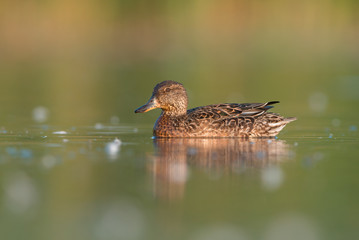 Wall Mural - Eurasian teal (Anas crecca). Danube Delta, Ukraine